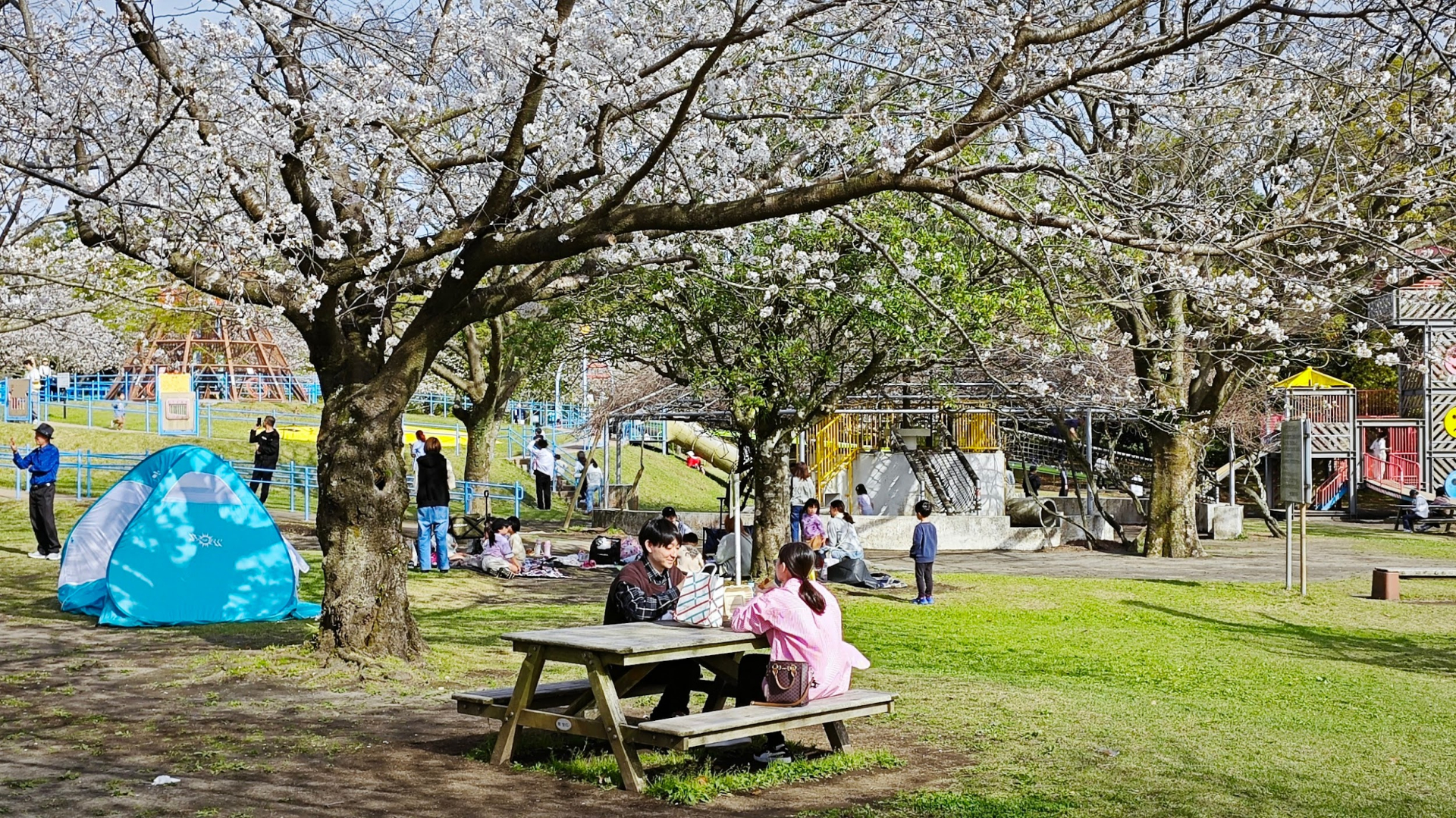 Chưa tới 30 triệu đồng, ngắm trọn mùa hoa anh đào Nhật Bản 2026 - ảnh 2