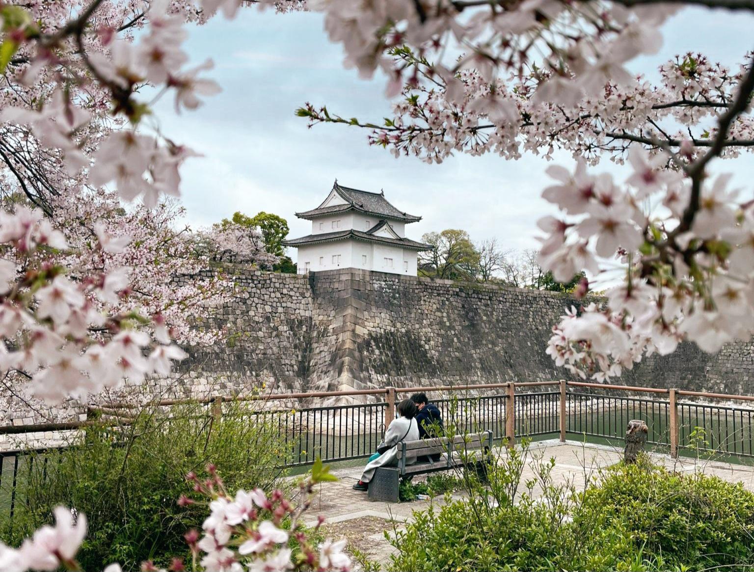 Chưa tới 30 triệu đồng, ngắm trọn mùa hoa anh đào Nhật Bản 2026 - ảnh 1