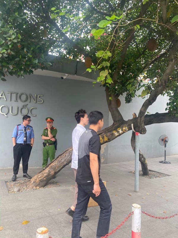 Hình ảnh cây mít 'an toàn nhất Việt Nam' được đăng tải