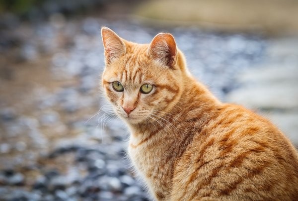 Người tuổi Mão có vận khí tăng cao trong tuần mới