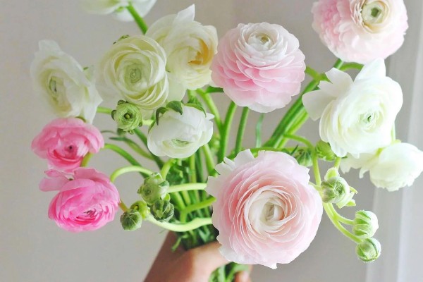 Hoa mao lương cũng được sử dụng làm hoa cưới cho các cô dâu