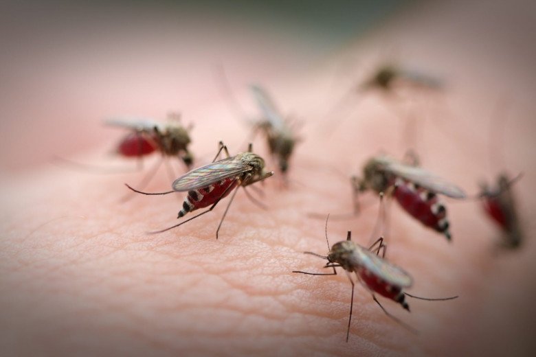 Muỗi dựa vào nguồn nhiệt phát ra từ cơ thể con người để tìm kiếm 'con mồi'