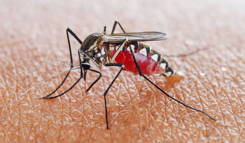 Muỗi tấn công vào những khu vực nặng mùi trên cơ thể