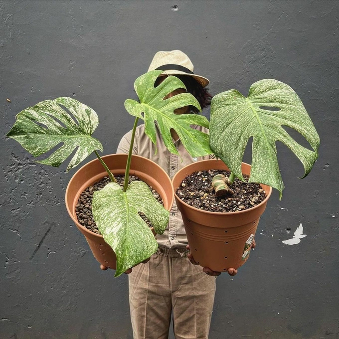 Kiểng lá Monstera deliciosa mint variegata