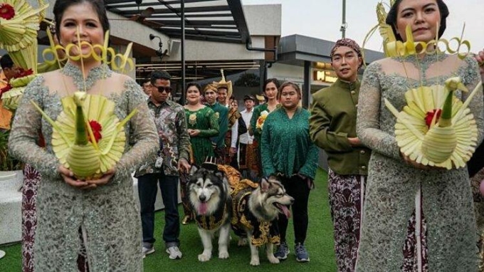 Hình ảnh đám cưới của hai chó cưng được tổ chức vào ngày 14/7 vừa qua (Ảnh: Kompas)