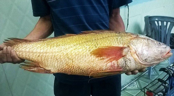 Cá sủ vàng trưởng thành có thể dài trên 1m và nặng trên 100kg