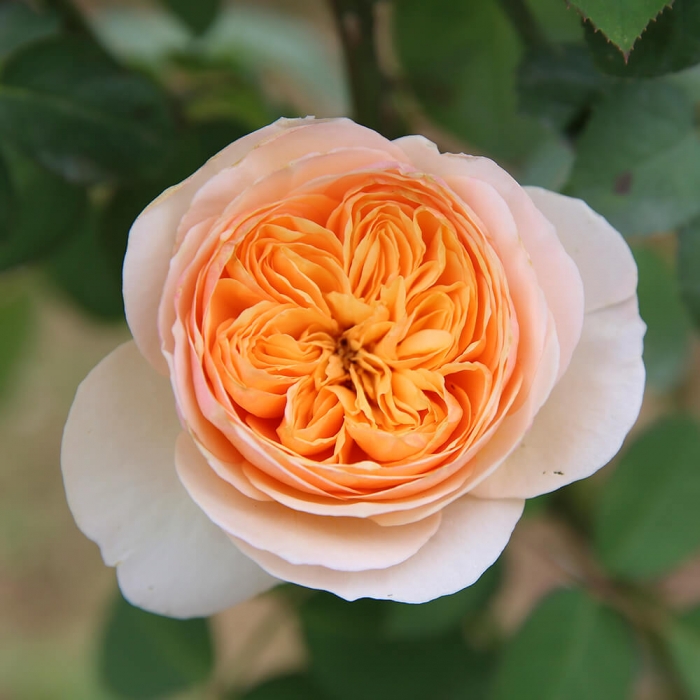 'Hoa hồng Juliet' còn được gọi là 'hoa hồng cô dâu'