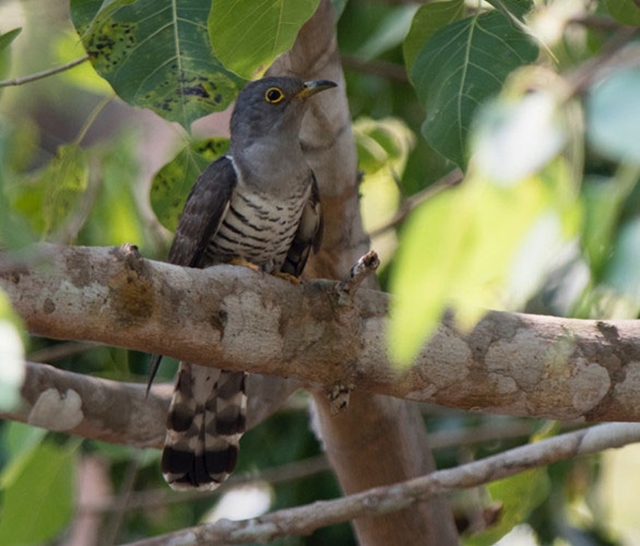 Chim 'Bắt cô trói cột' có tên khoa học là Cuculus micropterus