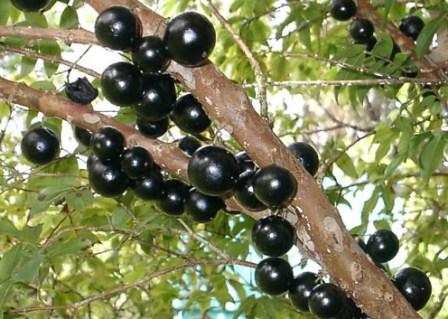Quả cây Garbo mọc ở trên thân