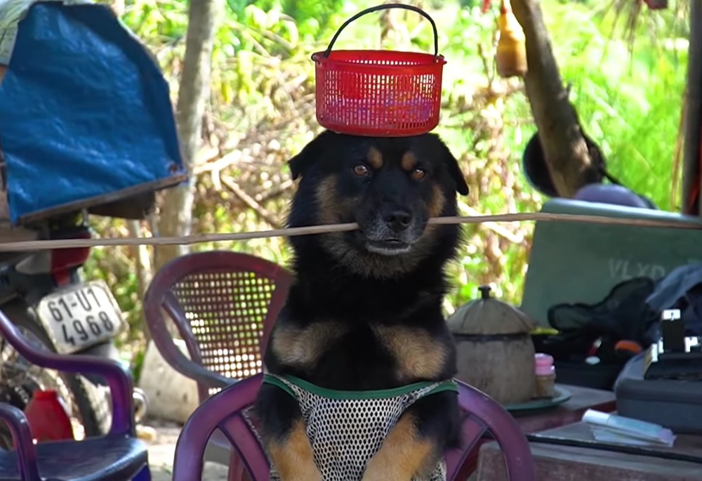 Trong 5 chú chó, Bích La là 'anh cả'