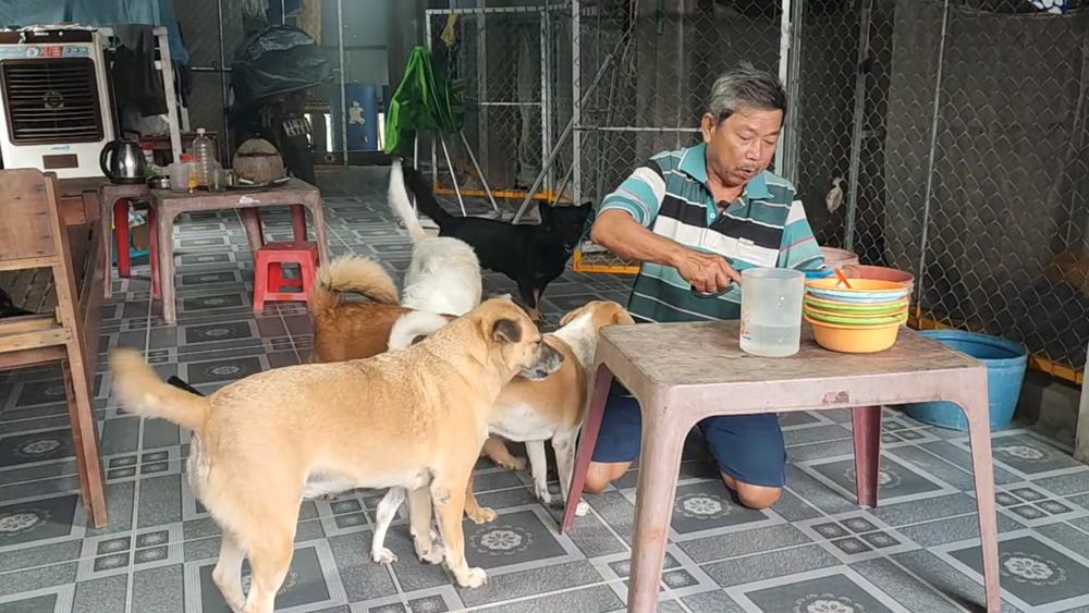 Ông Hải cho những chú chó ăn