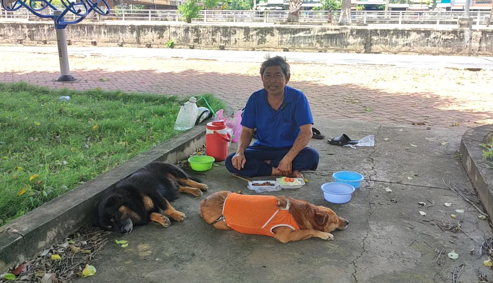 Những chú chó theo chủ đi bán vé số hàng ngày