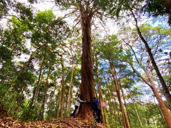 loai-cay-quy-hiem-bac-nhat-the-gioi-chi-co-duy-nhat-o-viet-nam-1