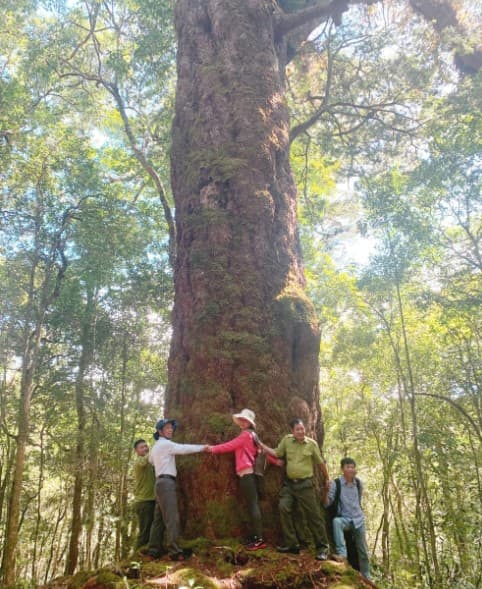 loai-cay-quy-hiem-bac-nhat-the-gioi-chi-co-duy-nhat-o-viet-nam-4