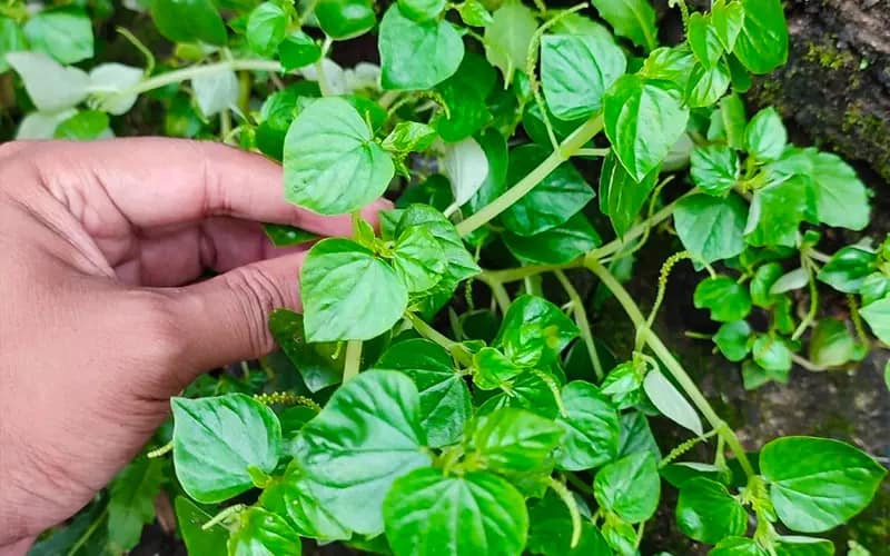 Rau càng cua ở Việt Nam rất rẻ nhưng ở nước ngoài rất đắt giá