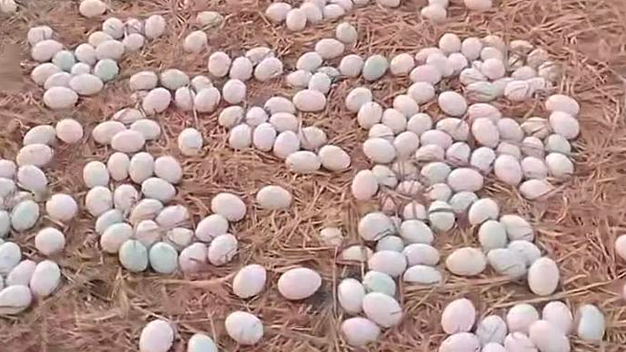 Người chồng phát hiện vợ sợ trứng vì tuổi thơ ám ảnh nhặt trứng vịt ngoài đồng