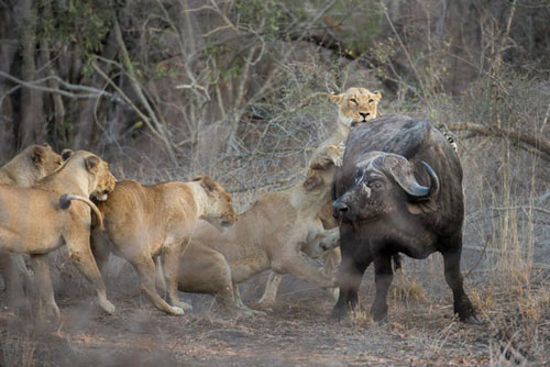 Sư tử có tập tính săn mồi theo bầy đàn (Ảnh: Internet)