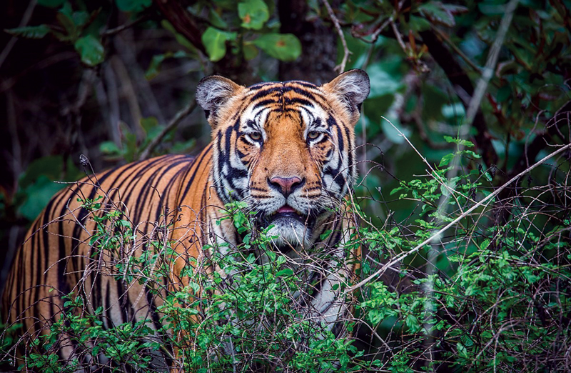 Hổ là loài sống đơn độc nên sẽ săn mồi một mình (Ảnh: Internet)