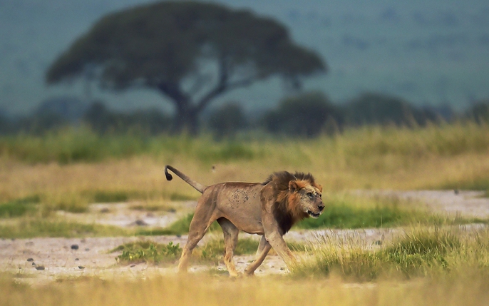 Sư tử khi về già sẽ bị bầy đàn bỏ rơi, không thể kiếm ăn và chết đói (Ảnh: Internet)