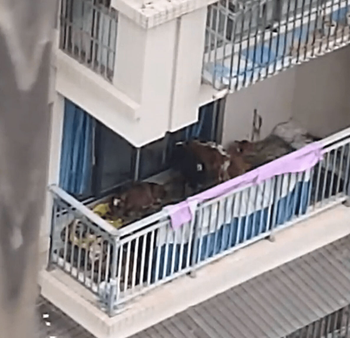 7 con bò được nuôi tại ban công của tầng 5 tại tòa chung cư (Ảnh: Internet)