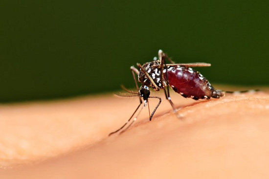 Muỗi là loài côn trùng tiềm ẩn nguy cơ gây hại sức khỏe con người.