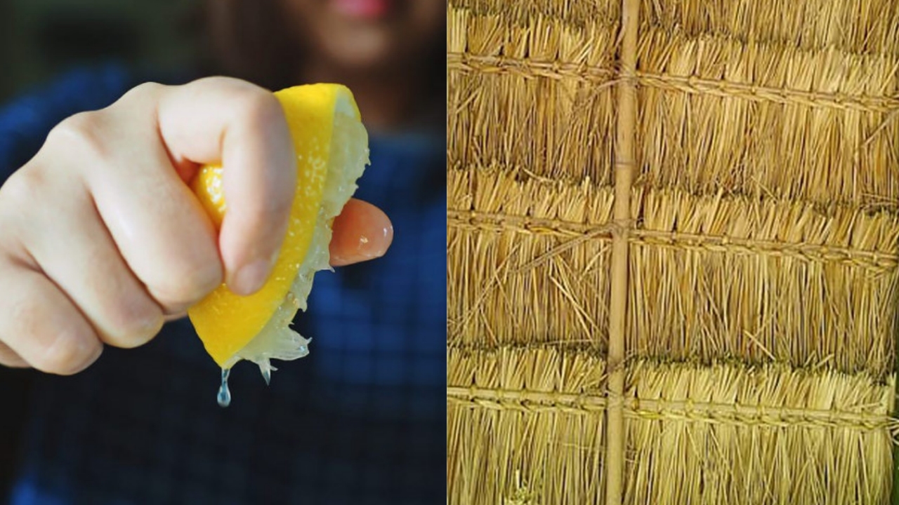 Câu thành ngữ mà 90% người Việt đều hiểu sai: Đều như “vắt chanh” hay “vắt tranh”, đâu là đáp án đúng?
