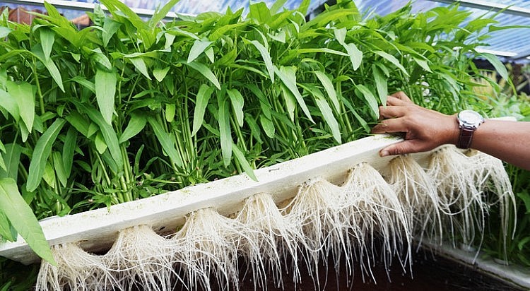 Loại rau chỉ có 7 ngàn đồng ở Việt Nam lại bị 'cấm cửa' tại Mỹ, phải được cấp phép mới được trồng hoặc bán - ảnh 3