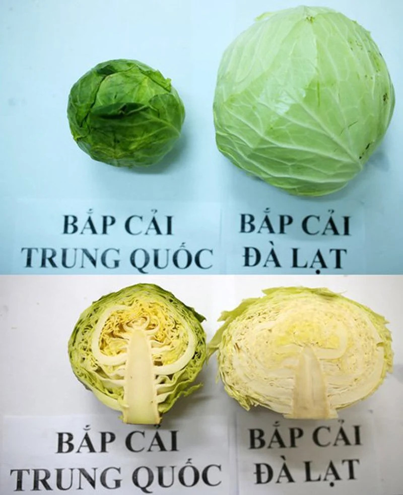 Cách nhận biết đâu là rau củ quả Việt Nam trồng, đâu là rau củ Trung Quốc từ cái nhìn đầu tiên - ảnh 3