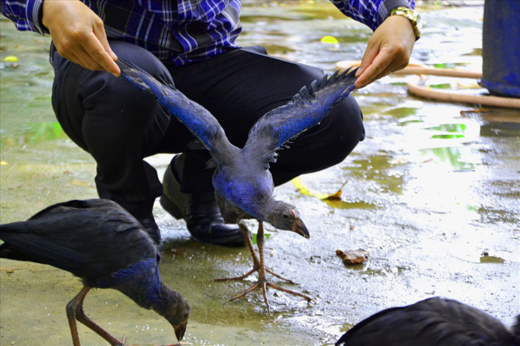 Giống chim trích cồ loài chim quý hiếm đang được nuôi làm cảnh khá phổ biến ở Việt Nam.