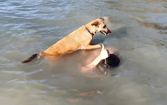 Nhảy xuống sông để thử xem chú chó cưng của mình có cứu được người hay không, người phụ nữ hy sinh mạng sống