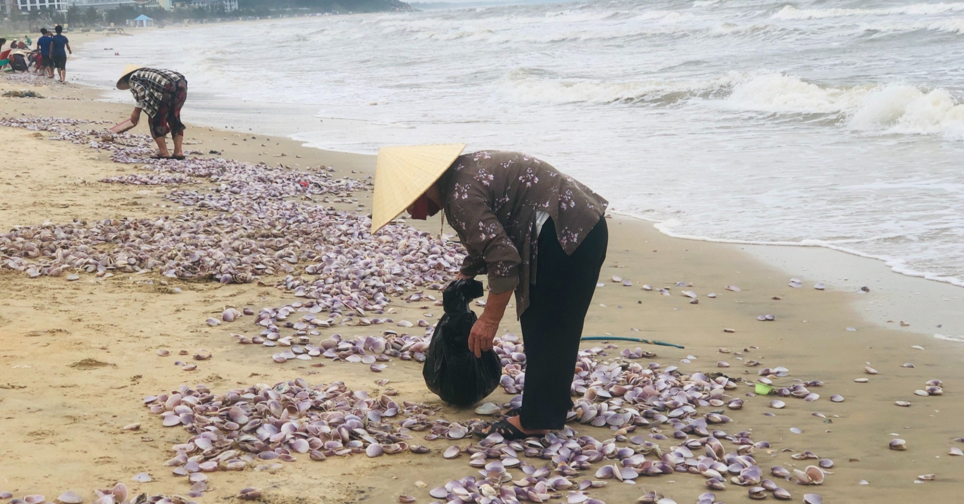 “Lộc trời” hiếm gặp trôi dạt vào bờ biển Hà Tĩnh nhiều vô số, người dân đổ xô ra nhặt kiếm tiền triệu - ảnh 5
