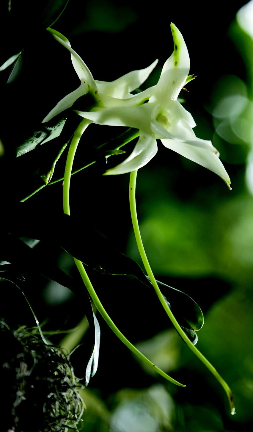 Hoa phong lan ma màu trắng kiêu sa, dáng hình thanh mảnh tuyệt đẹp và mùi hương thơm ngào ngạt.