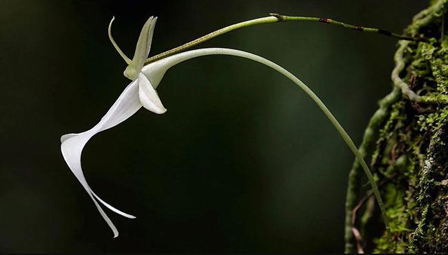 Loài hoa 53 tỷ đồng sở hữu vẻ đẹp ma mị, từng khiến Darwin “á khẩu”, thế giới chỉ còn 3000 cây tồn tại - ảnh 6