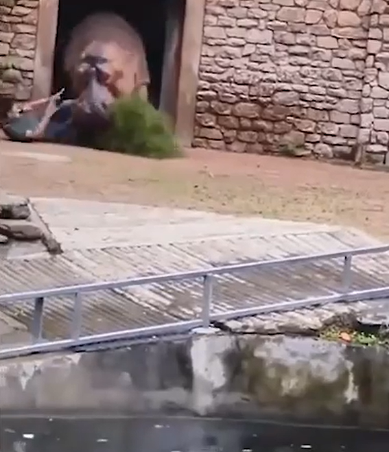 Nhân viên vườn thú bị hà mã đuổi, đã trải qua một trải nghiệm rất đáng sợ và kinh hoàng