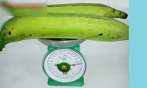 Các quả chuối có khối lượng lớn nhất có thể đạt tới 1,3kg.