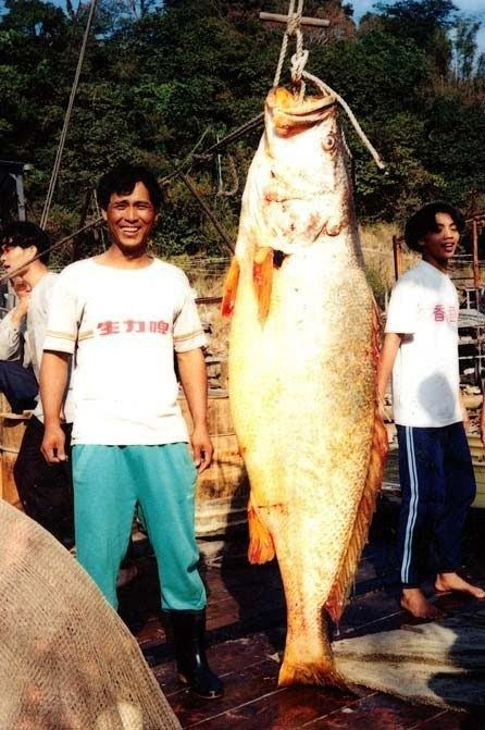 Câu được con cá quý hiếm nặng 72kg, người đàn ông bán được 10 tỷ đồng rồi “mất tích” trong đêm - ảnh 1