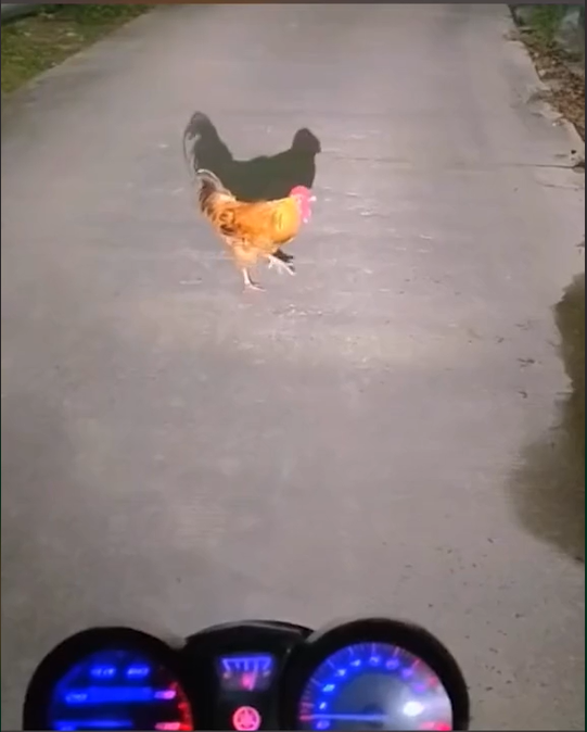 Đi chơi khuya thanh niên thấy con gà “xoay vòng” giữa đường