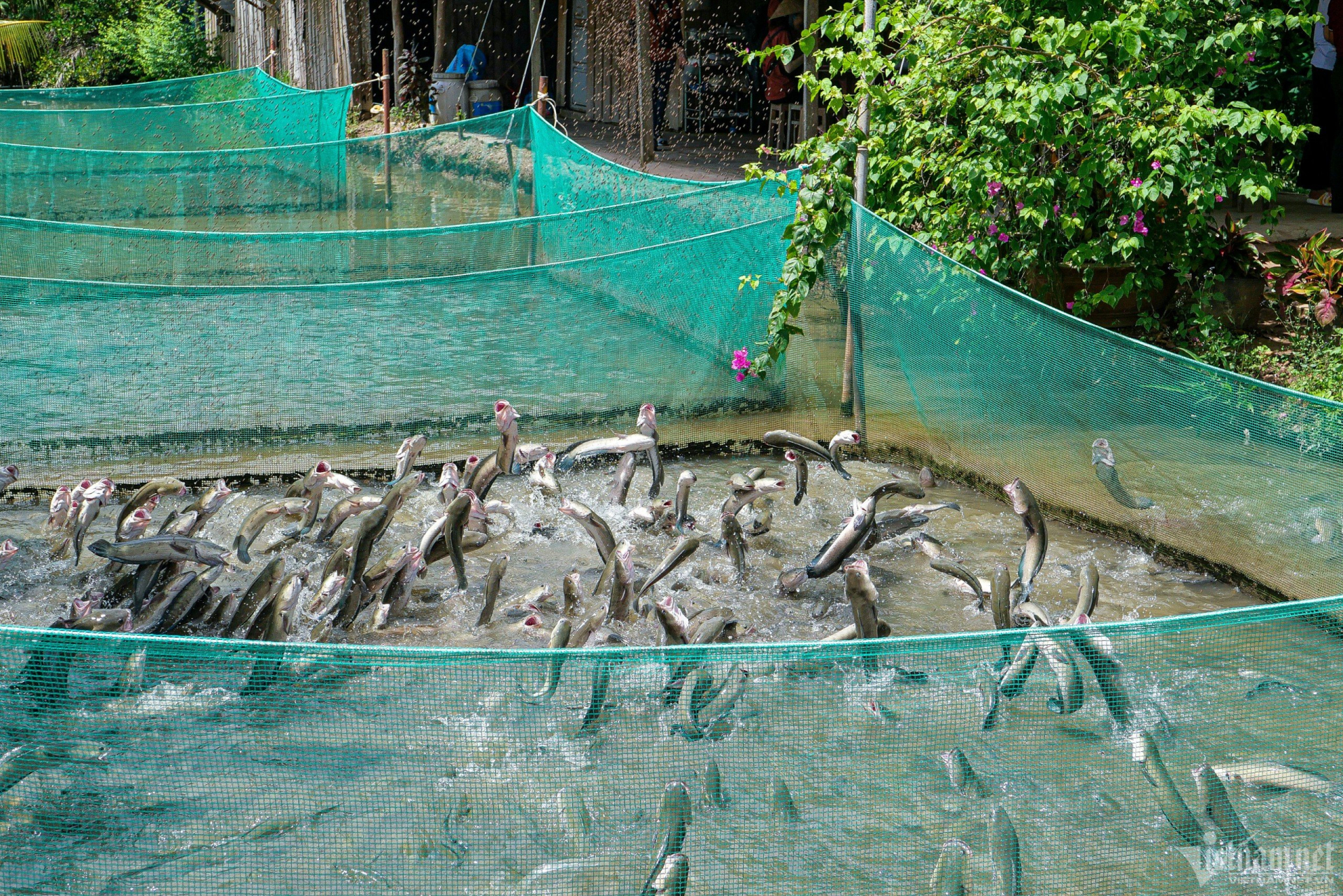 Đàn cá tại một nhà vườn ở Cồn Sơn có thể bật nhảy như bay để đớp thức ăn. (Ảnh Vietnamnet)