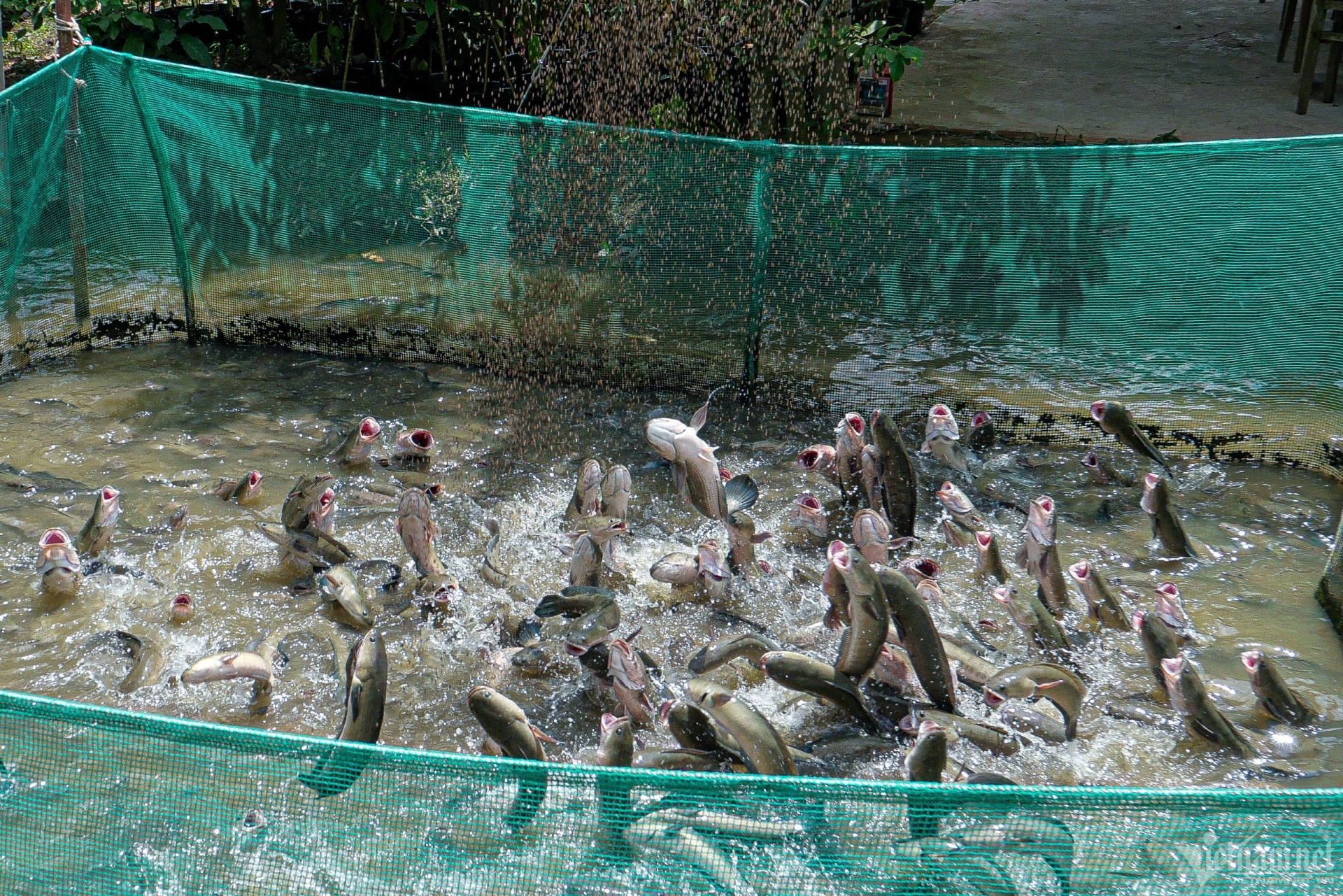 Nhà vườn nuôi 60.000 cá lóc để phục vụ cho việc diễn 'xiếc bay'. (Ảnh Vietnamnet)