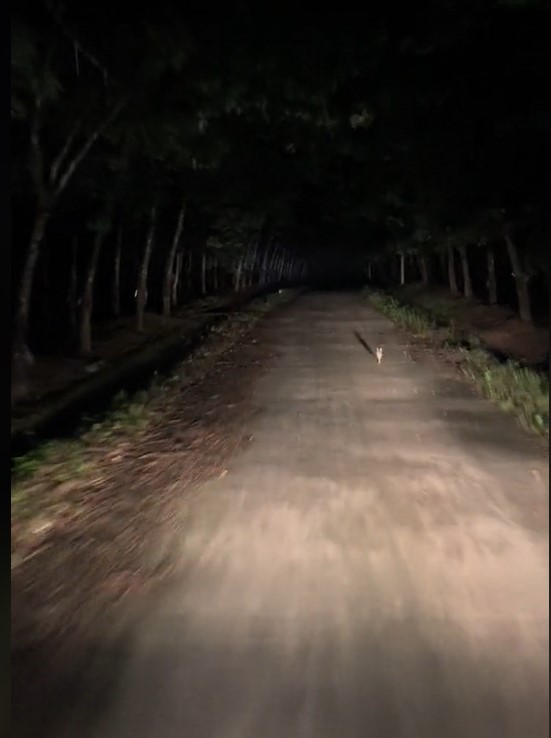 Đi qua đường rừng không bóng người ban đêm, tài xế bất ngờ được một con vật chỉ đường dẫn lối
