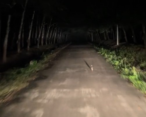 Lỡ đi qua đường rừng không bóng người lúc nửa đêm, tài xế bất ngờ được một con vật chỉ đường dẫn lối - ảnh 3