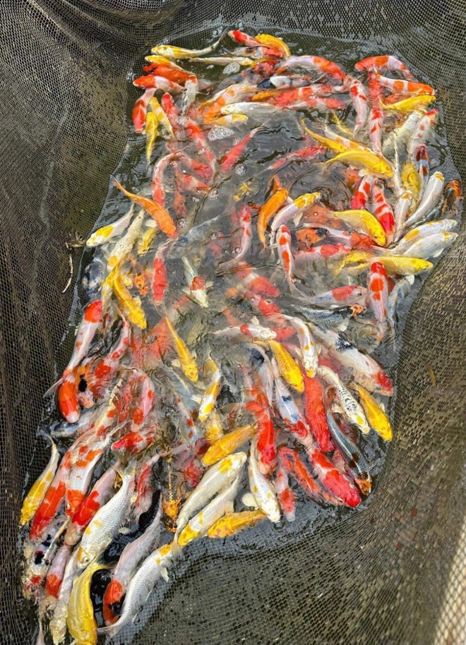 Puka mang 100 con cá Koi vào trang trí trong đám cưới