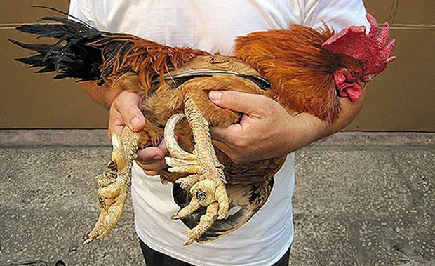 Gà 9 cựa hay còn gọi là gà nhiều cựa được xem là đặc sản quý của vùng núi Xuân Sơn (Phú Thọ).