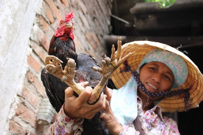 Giống gà 9 cựa bước ra từ truyền thuyết: Đắt nhất nhì Việt Nam, cận Tết được săn lùng, 40 triệu/con vẫn có người “tậu” - ảnh 2