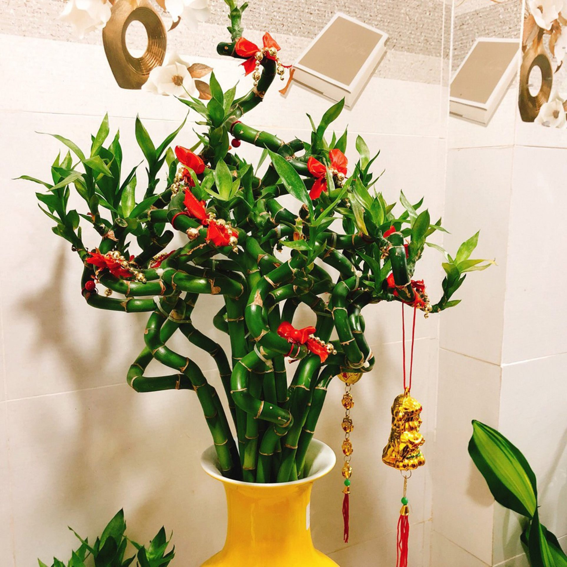 9 loại hoa chưng Tết mang ý nghĩa đón tài lộc: Số 1 quá quen thuộc, số 9 bất ngờ vì không ai nghĩ đến - ảnh 8