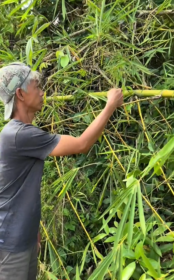 Người đàn ông đi rừng tìm được cây 'tre mọc ngược'