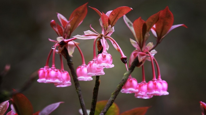 Loài hoa độc đáo này đang được đăng bán ở các tỉnh miền Bắc, có khá ít người bán vì hoa hiếm nên không phổ biến.