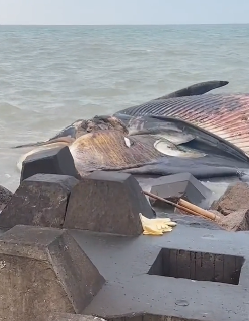 Chàng trai đăng video cá voi khổng lồ dạt vào bờ biển, dân mạng ớn lạnh cảnh báo không nên đến gần - ảnh 2