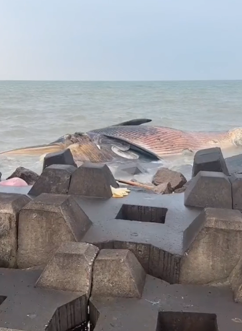 Chàng trai đăng video cá voi khổng lồ dạt vào bờ biển, dân mạng ớn lạnh vội cảnh không nên đến gần