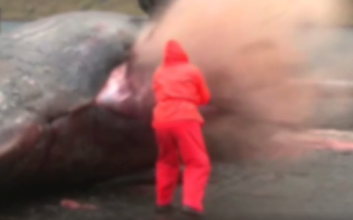 Chàng trai đăng video cá voi khổng lồ dạt vào bờ biển, dân mạng ớn lạnh cảnh báo không nên đến gần - ảnh 5